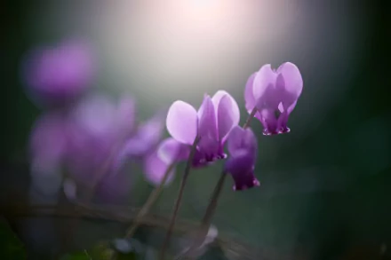purple flower nature flower HD Desktop Wallpaper | Background Image