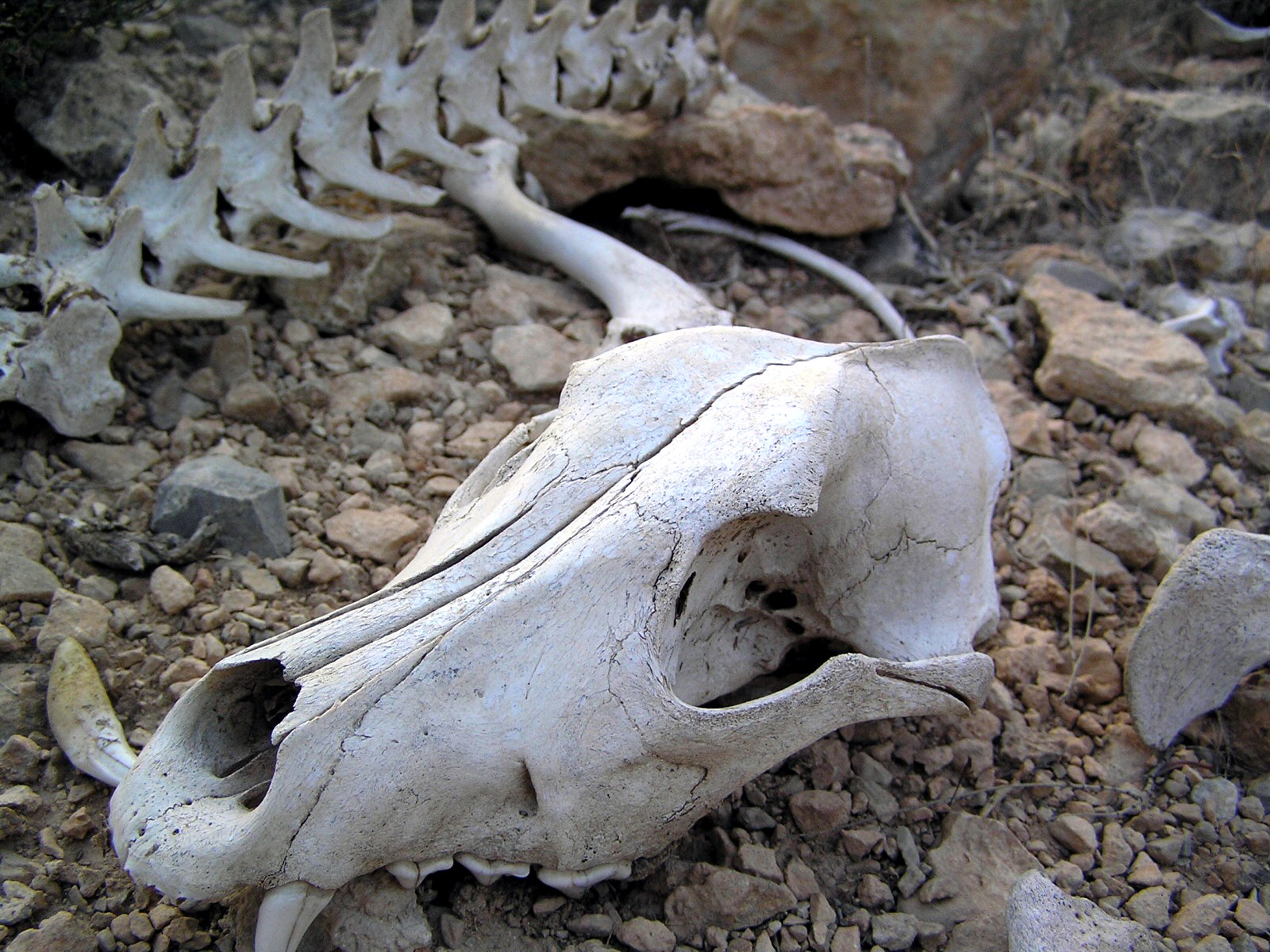 Old animal skull in the Sahara Desert, Africa