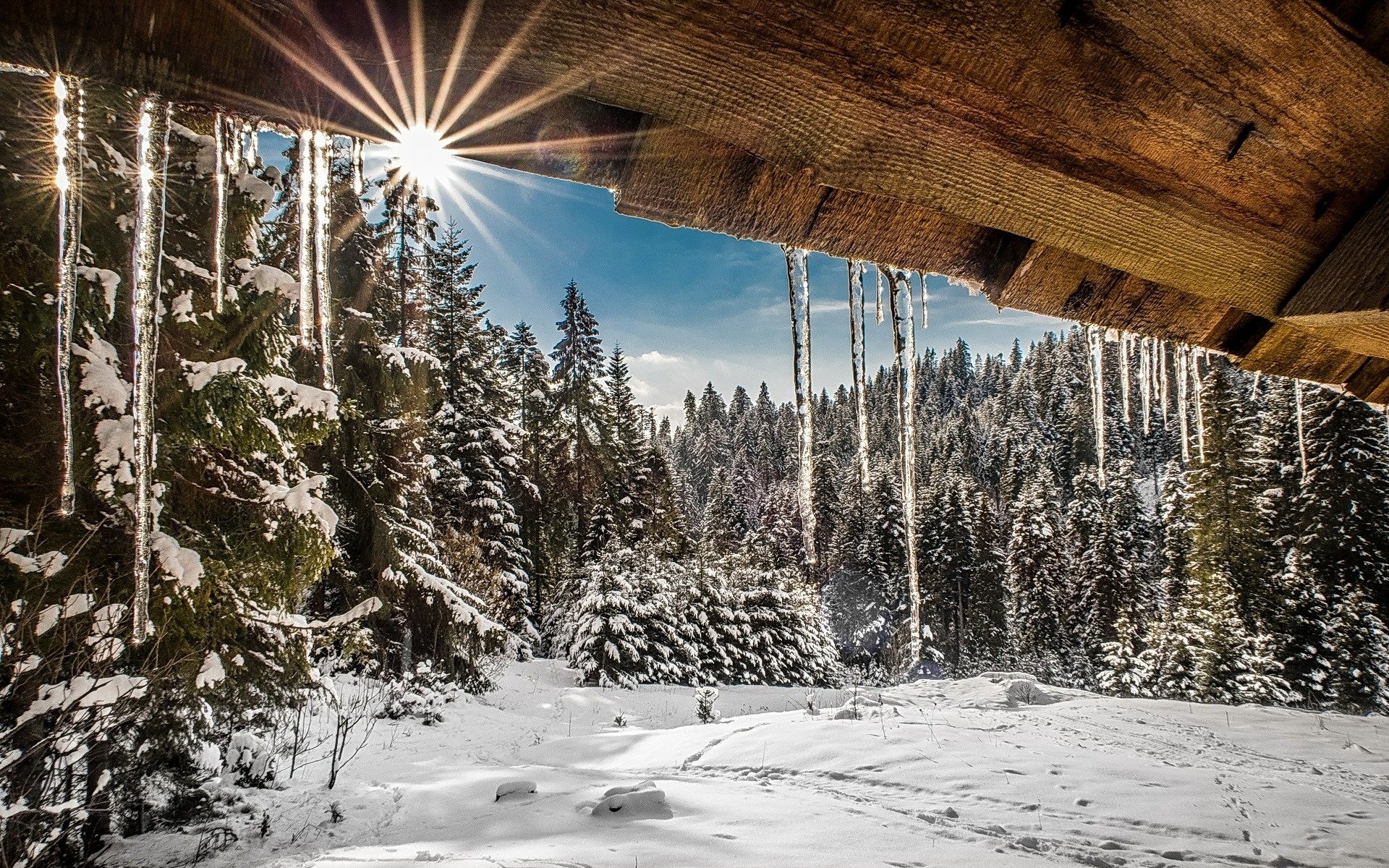 Download Snow Forest Tree Nature Winter HD Wallpaper