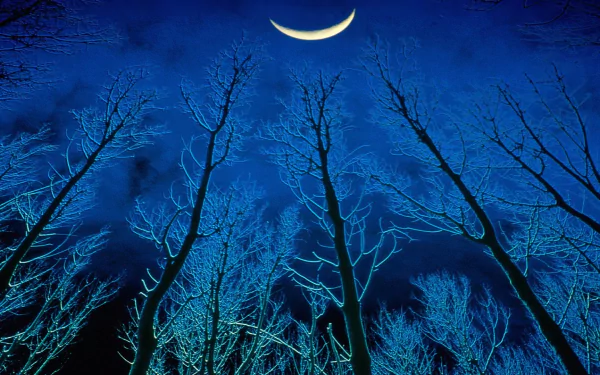  Tall Forest Trees under Crescent Moon