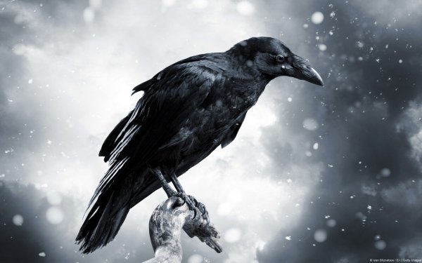 Animal Raven Birds Crows Bird Snowfall HD Wallpaper | Background Image