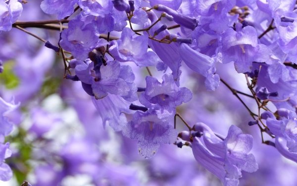 Nature Flower Flowers Close-Up Purple Flower HD Wallpaper | Background Image
