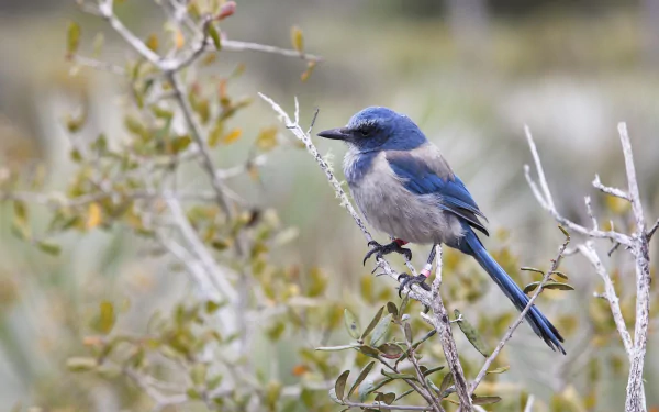  Blue Florida Scrub-Jay (aphelocoma coerulescens), Sitting on a Branch