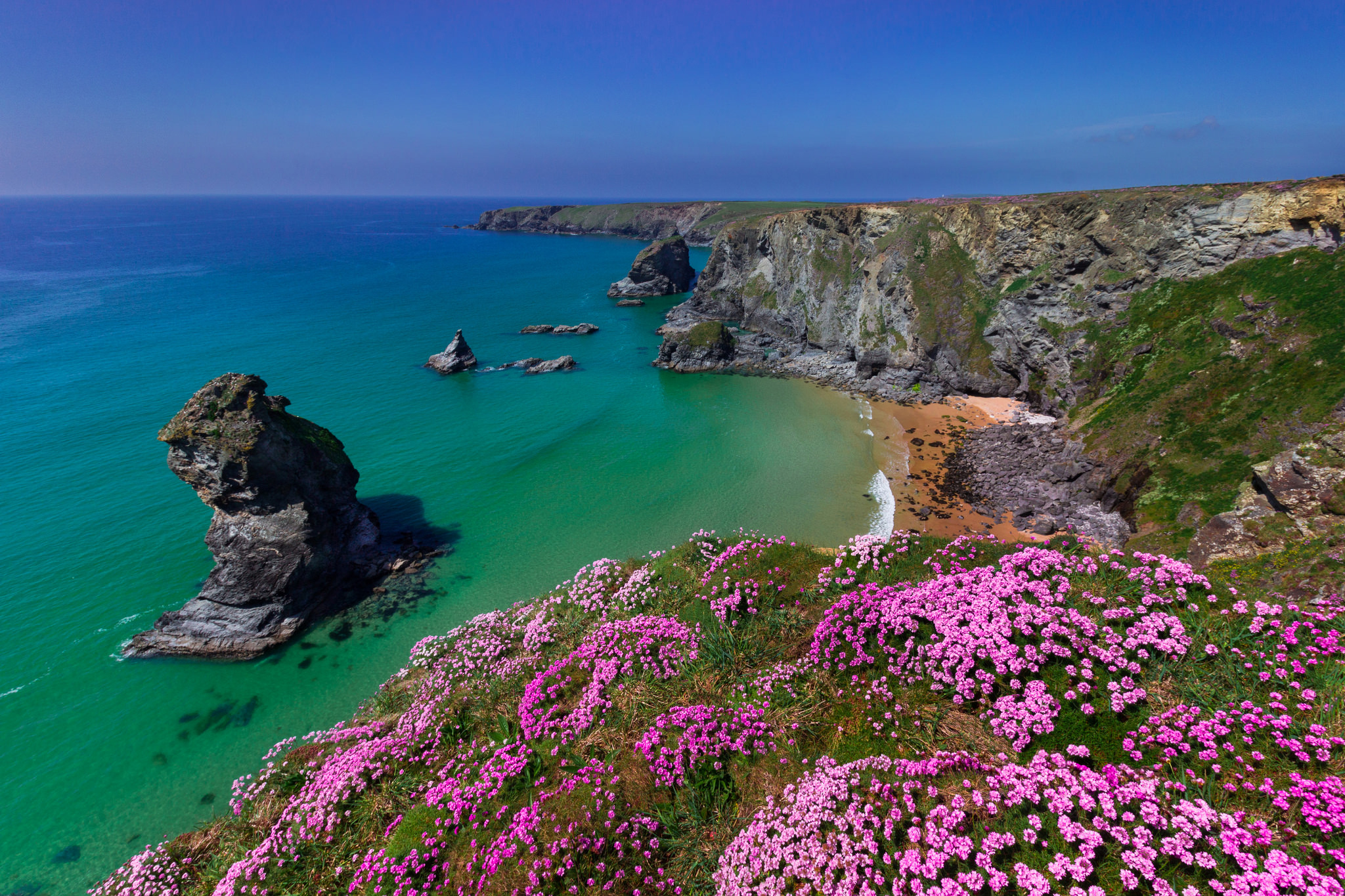 Download Horizon Purple Flower England Cornwall Flower Sea Ocean Nature Coastline HD Wallpaper
