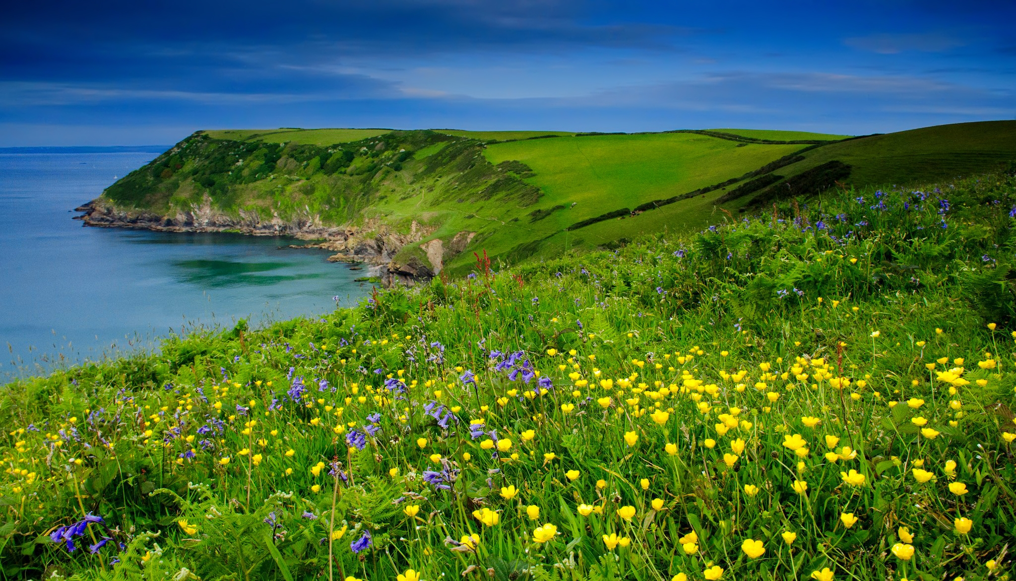 Download Yellow Flower Flower Sea Ocean Nature Coastline HD Wallpaper