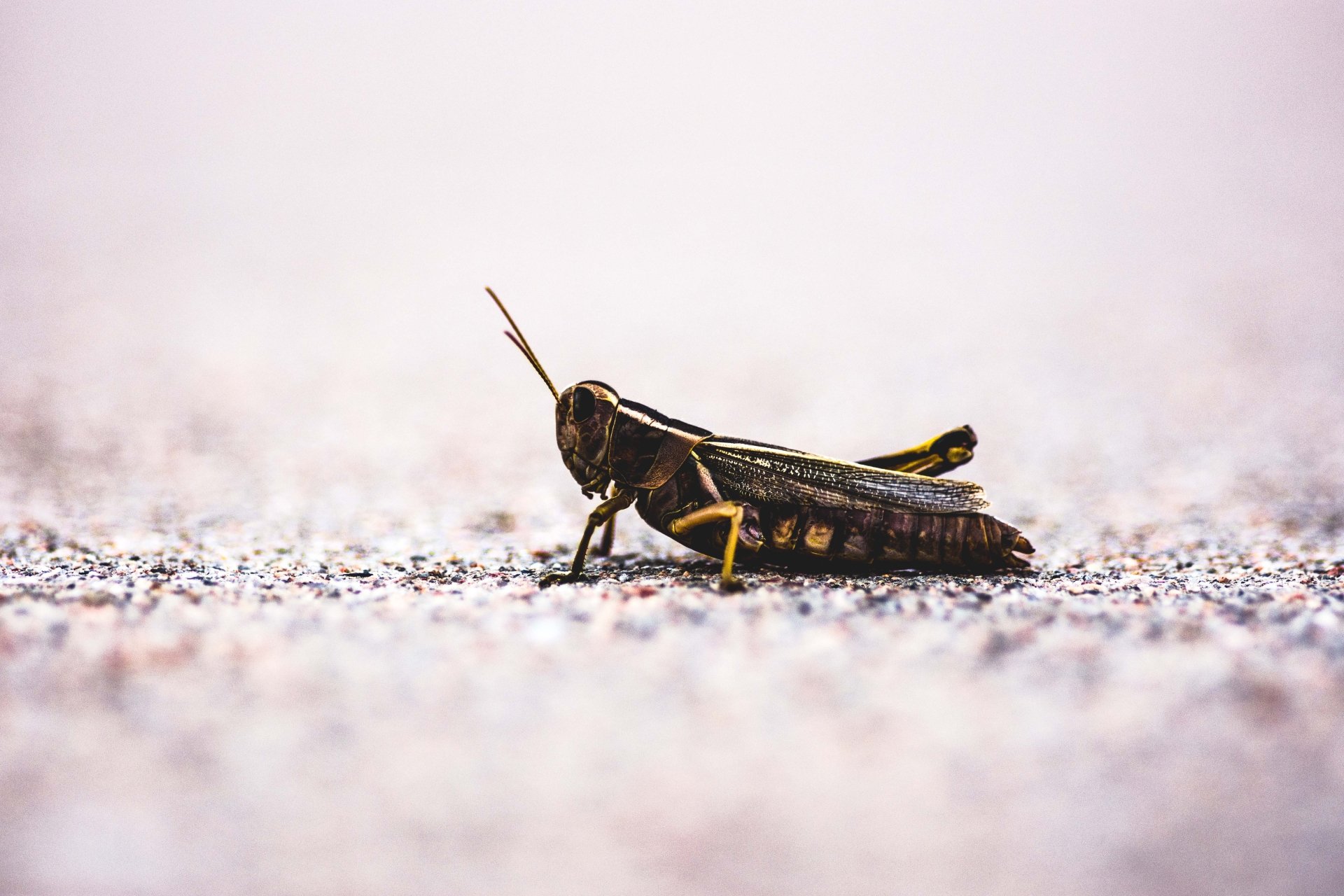 Download Blur Insect Animal Grasshopper 4k Ultra HD Wallpaper
