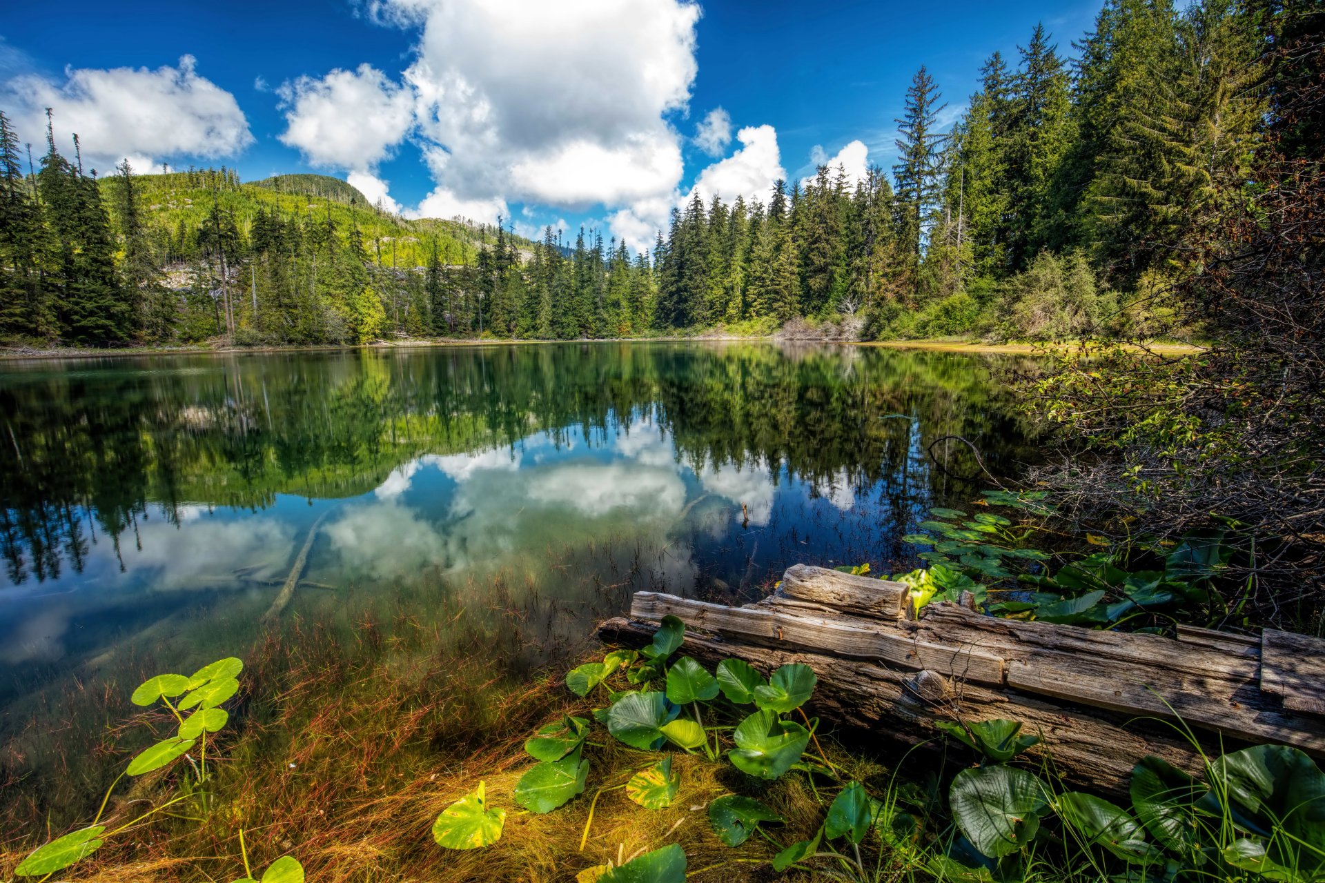 Download Tree Lake Cloud Nature Reflection 4k Ultra Hd Wallpaper