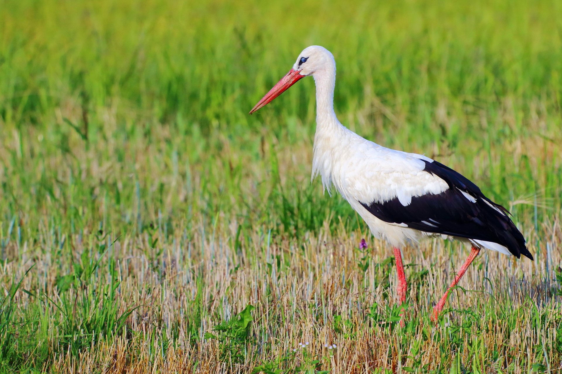 Download Bird Stork Animal White Stork HD Wallpaper