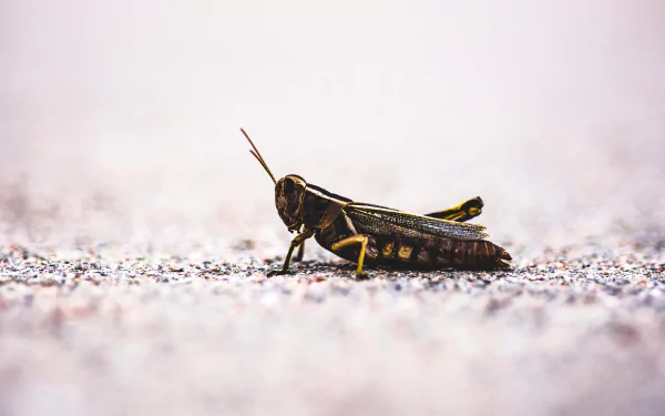 blur insect Animal grasshopper HD Desktop Wallpaper | Background Image