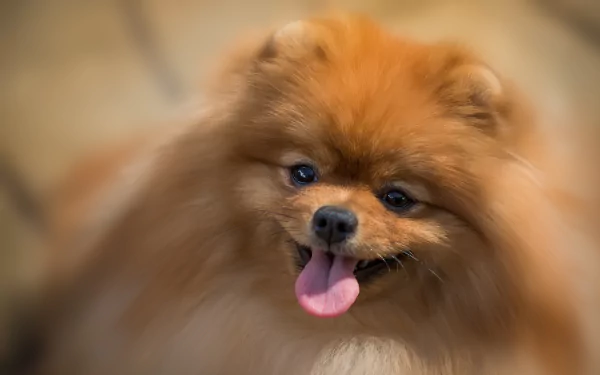 Close-up of a fluffy orange Pomeranian dog (animal) with tongue out against a soft blurred backdrop — 2K Quad HD PC desktop wallpaper and background.