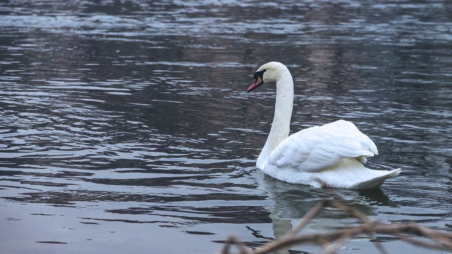 swan by JasminZejnic