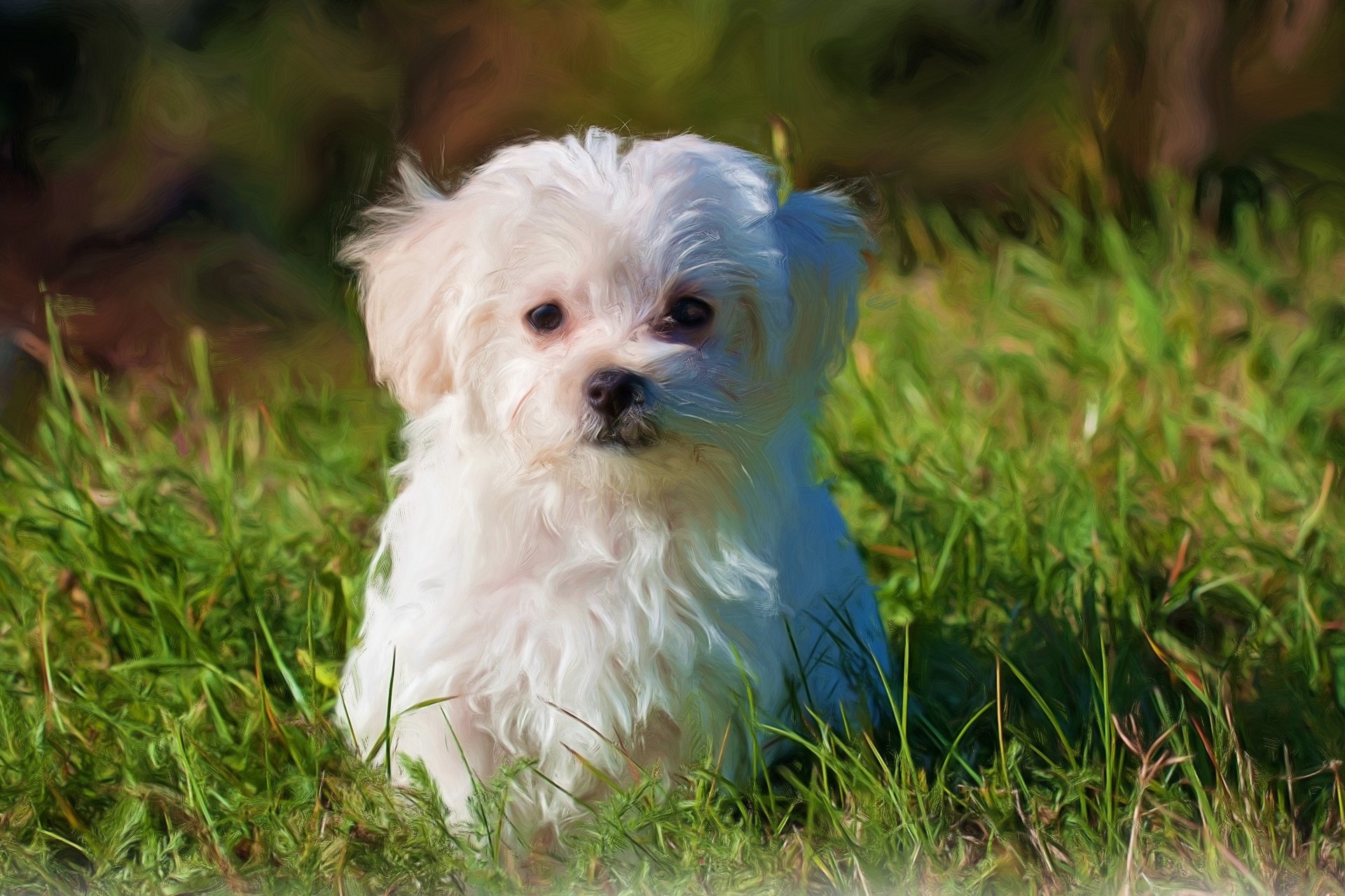 Download Oil Painting Painting Dog Animal Maltese 4k Ultra HD Wallpaper ...