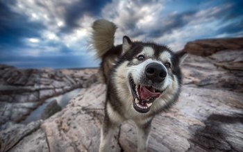 27+ Anjing alaskan malamute baby release