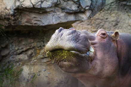 5K Ultra HD PC desktop wallpaper: close-up of a hippopotamus with grass on its muzzle against a rocky backdrop.