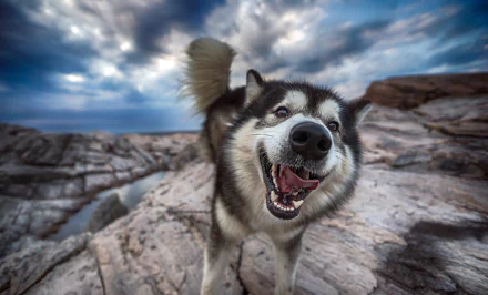 Close-up of a happy Alaskan Malamute dog with its muzzle in focus, set against a rocky landscape and dramatic cloudy sky, captured in HD for a desktop wallpaper.