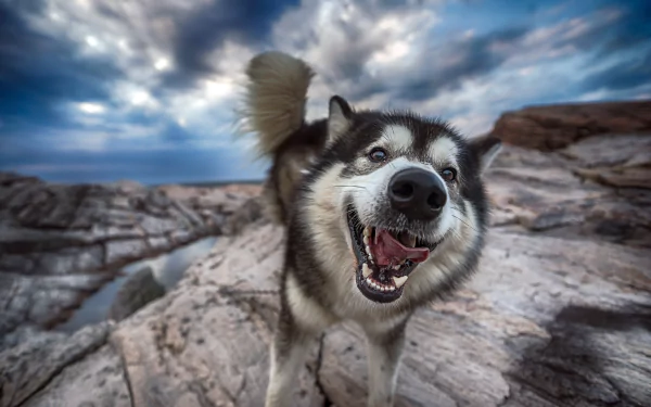 Close-up of a happy Alaskan Malamute dog with its muzzle in focus, set against a rocky landscape and dramatic cloudy sky, captured in HD for a desktop wallpaper.