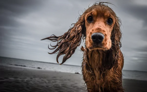 A close-up of a wet cocker spaniel with sand on its muzzle standing on a beach under a cloudy sky, captured in 4K Ultra HD.