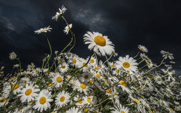 Nature Daisy Flowers Flower Sky Cloud Dark White Flower HD Wallpaper | Background Image