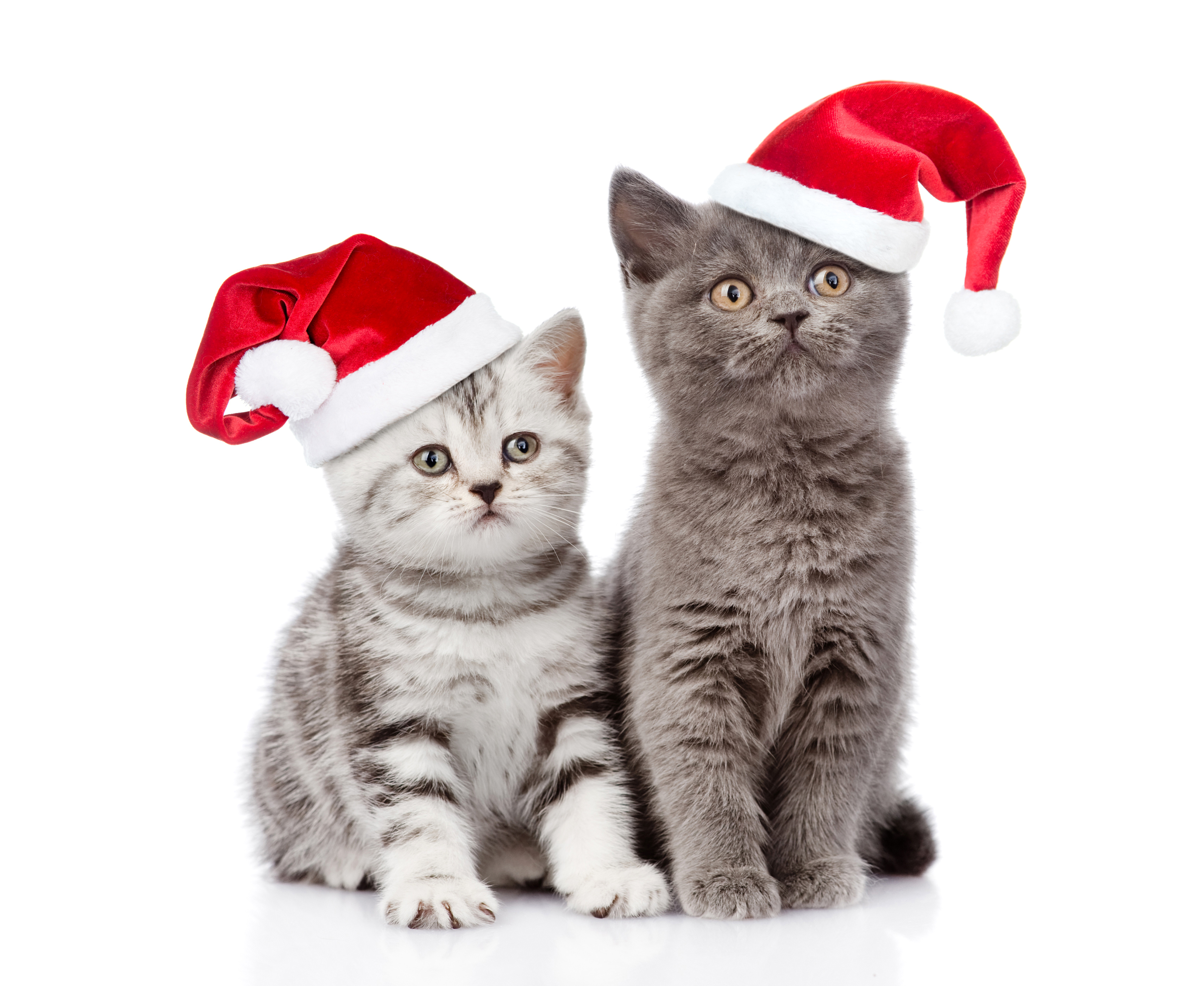 Download Christmas Santa Hat Kitten Animal Cat HD Wallpaper