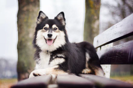 A Finnish Lapphund with a happy expression resting on a bench, captured in sharp focus with a blurred natural background, HD desktop wallpaper.
