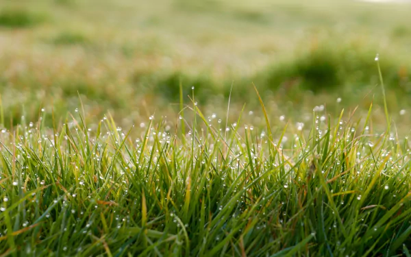 dew drop close-up blur nature grass HD Desktop Wallpaper | Background Image