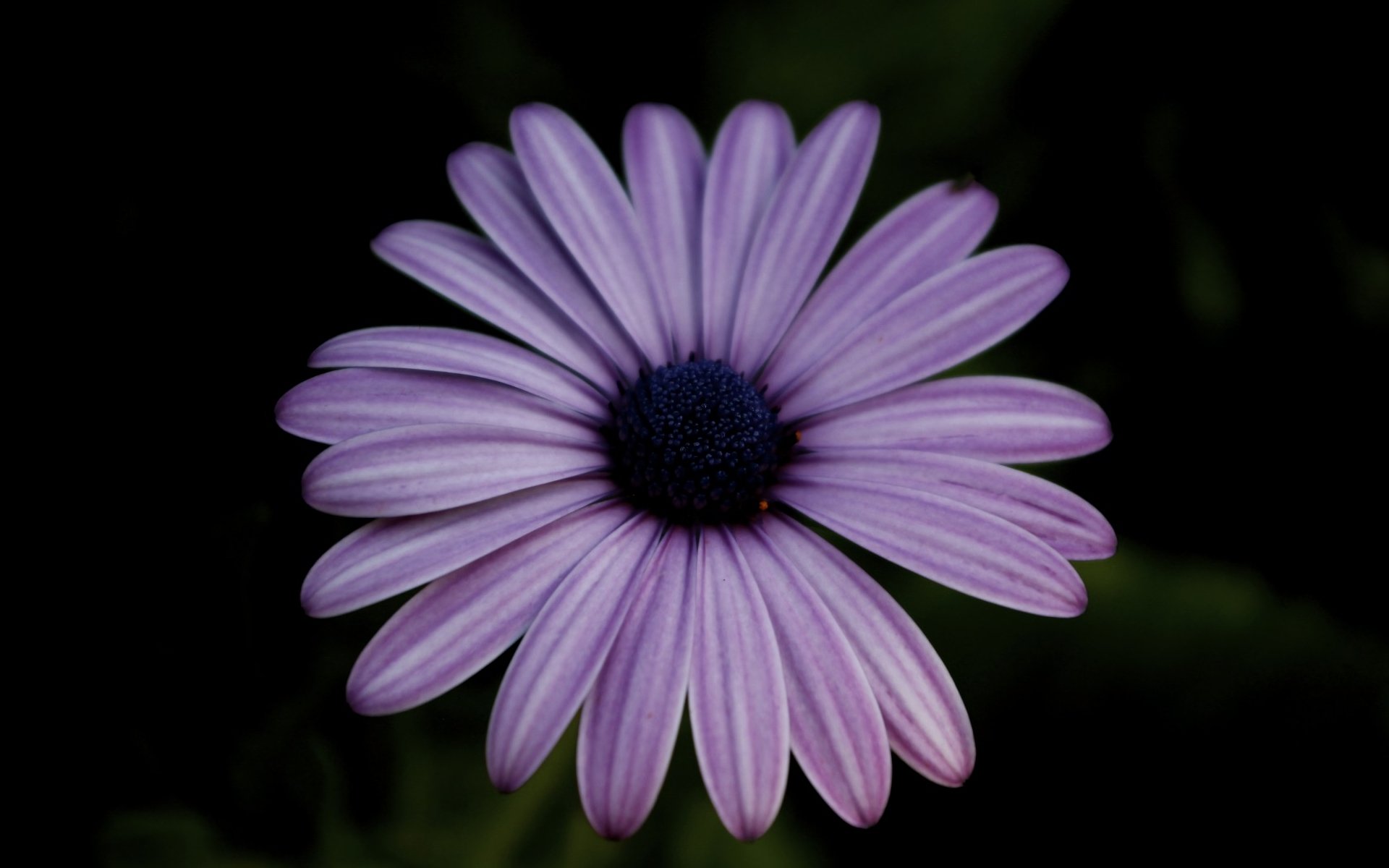 Purple Flower HD Wallpaper | Background Image | 1920x1200