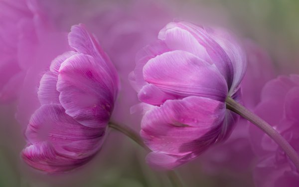 Earth Flower Flowers Nature Pink Flower HD Wallpaper | Background Image