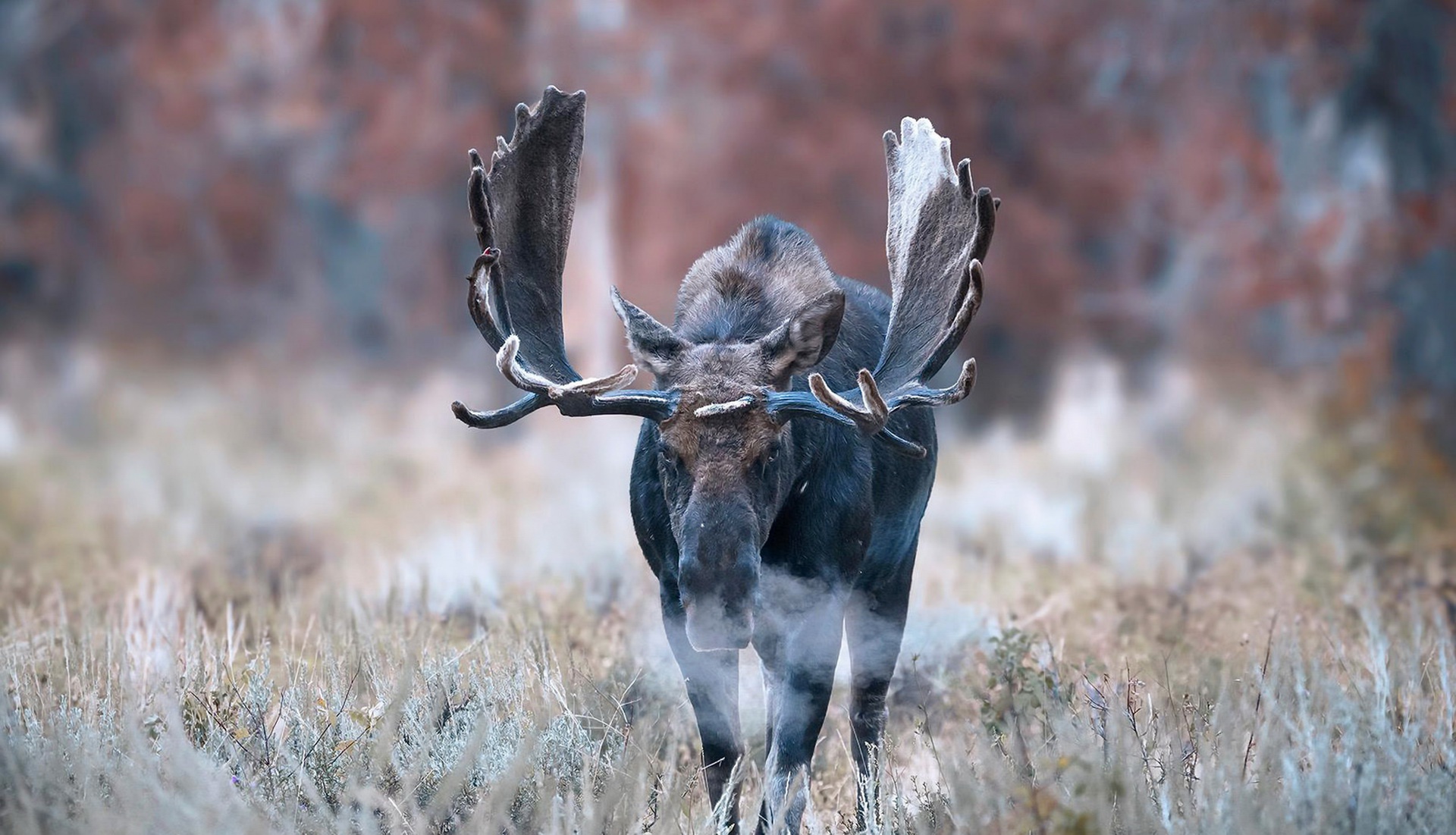 Animal Moose HD Wallpaper by Michael Paul