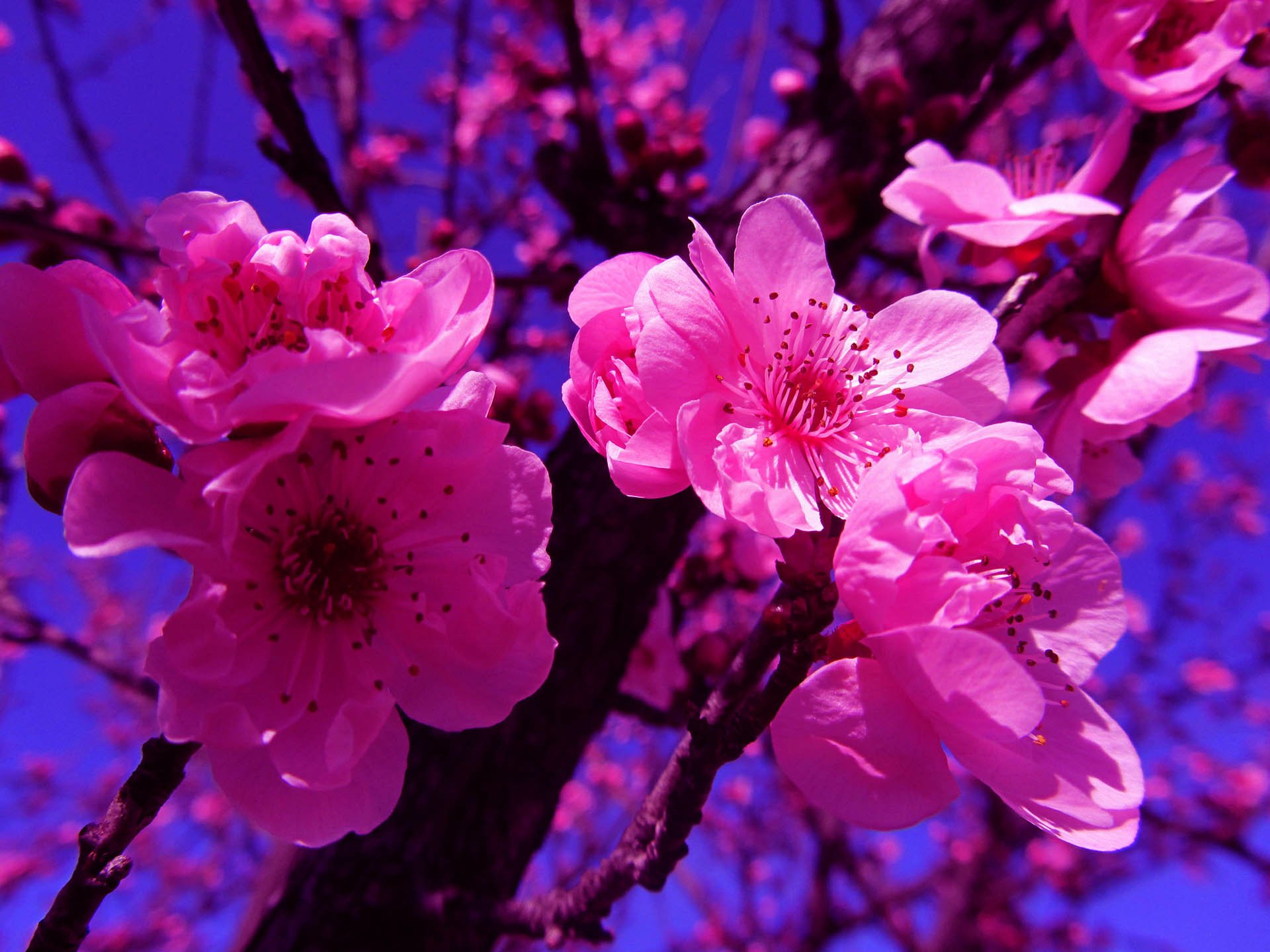Акация Сакура. Розовые цветы. Цветущее дерево. Весенние цветы.