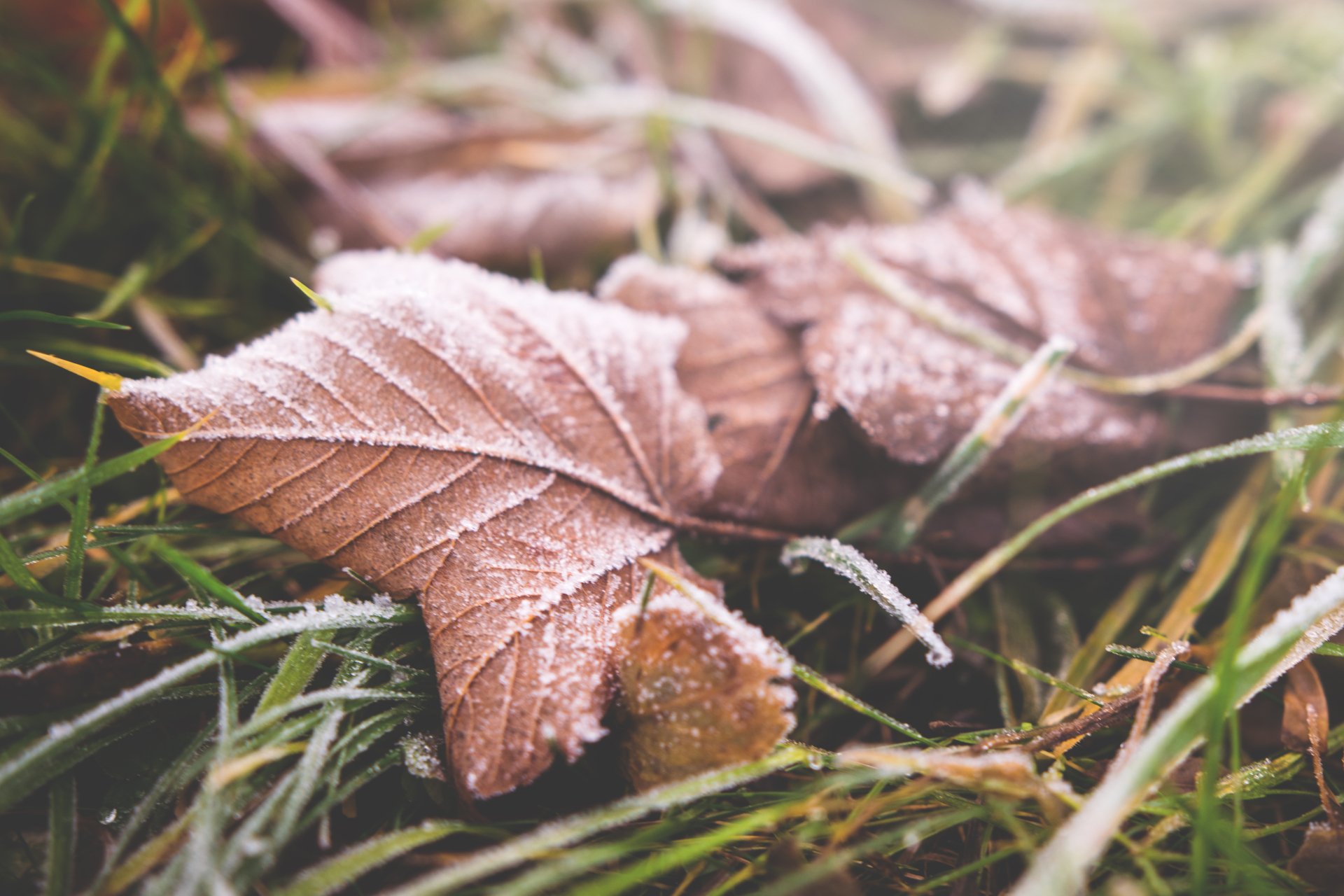 Download Frost Close-up Nature Leaf 4k Ultra HD Wallpaper