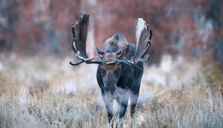 HD wallpaper of a moose staring ahead, set with a depth of field effect that emphasizes the animal against a blurred natural background.