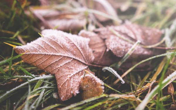 Earth Leaf Nature Close-Up Frost HD Wallpaper | Background Image