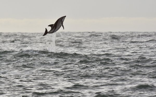 Animal Dolphin Ocean Horizon HD Wallpaper | Background Image
