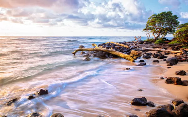  Driftwood on Rocky Beach