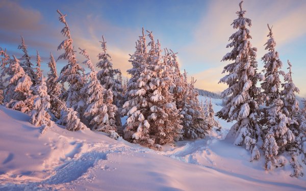Earth Winter Tree Forest Snow HD Wallpaper | Background Image