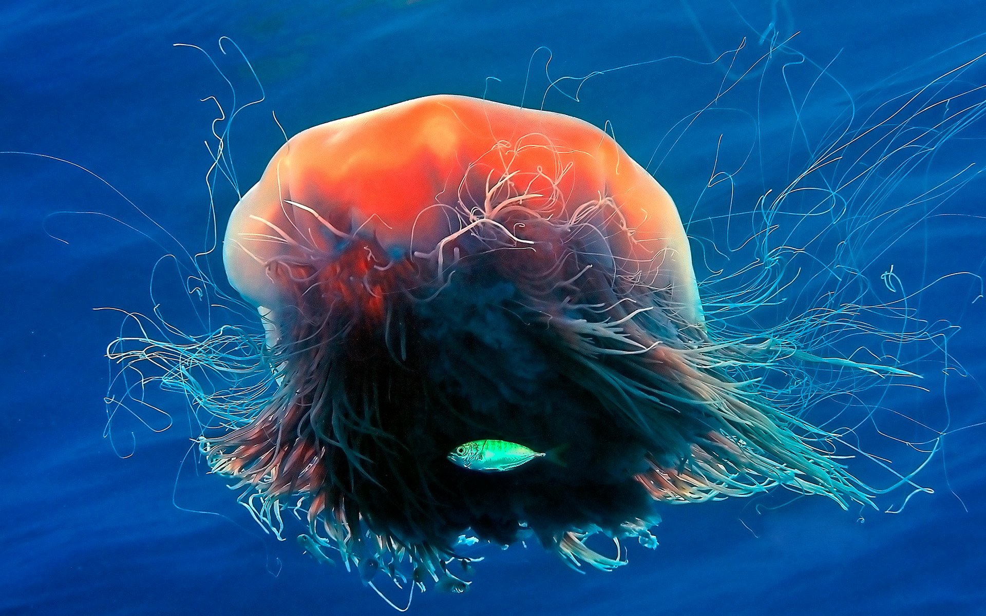 HD PC desktop wallpaper showing a vibrant orange-and-teal jellyfish drifting underwater against a deep blue marine scene (animal, fish).