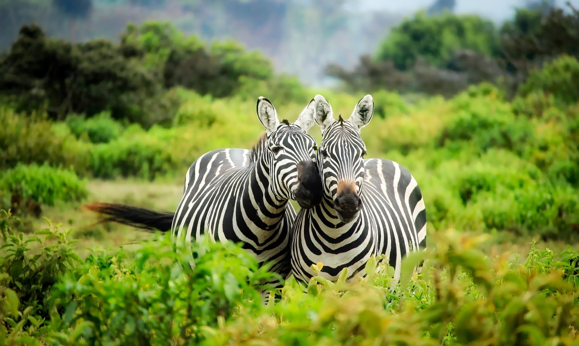 Download Africa Animal Zebra HD Wallpaper