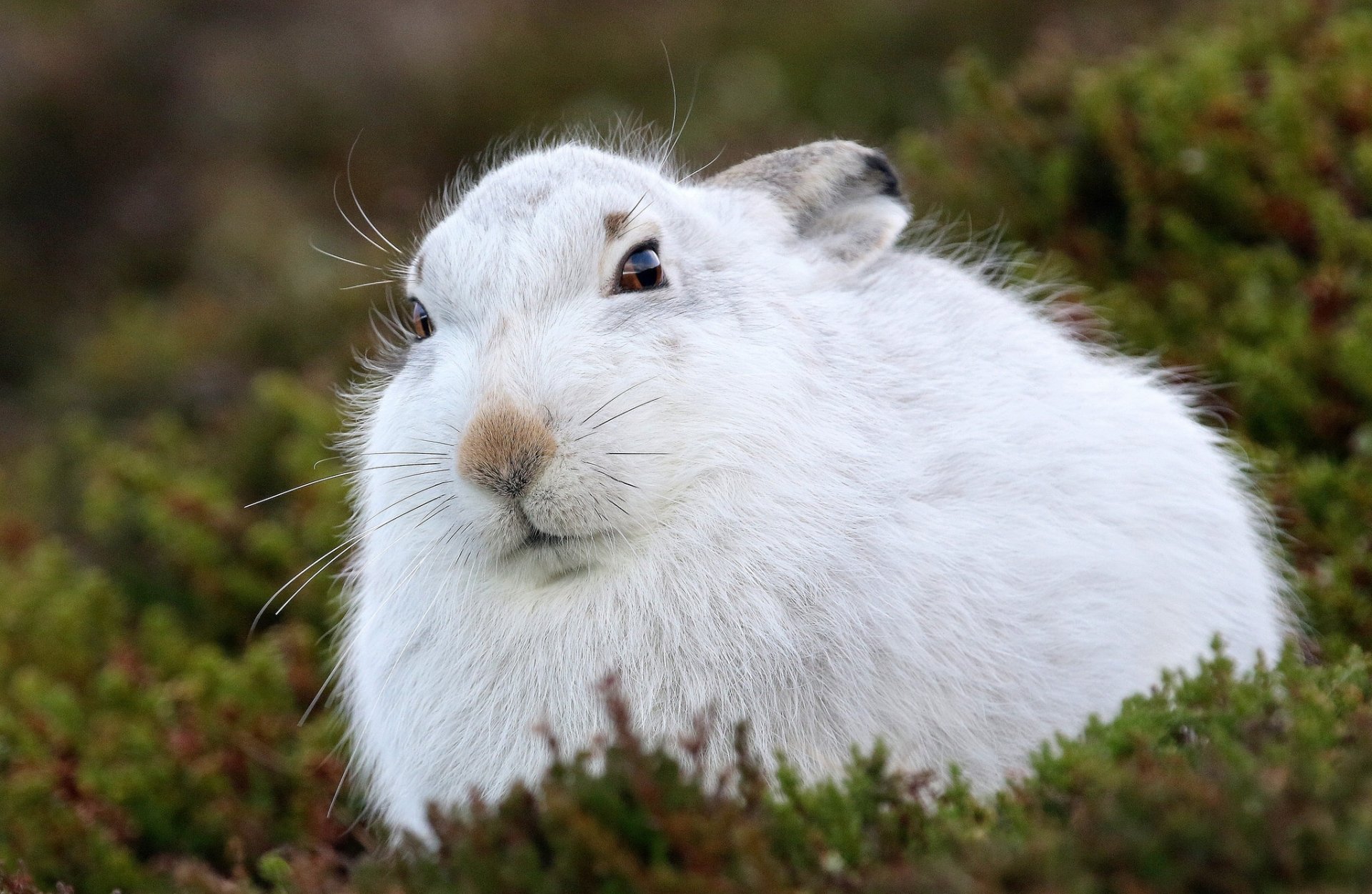 Download Stare Animal Rabbit HD Wallpaper