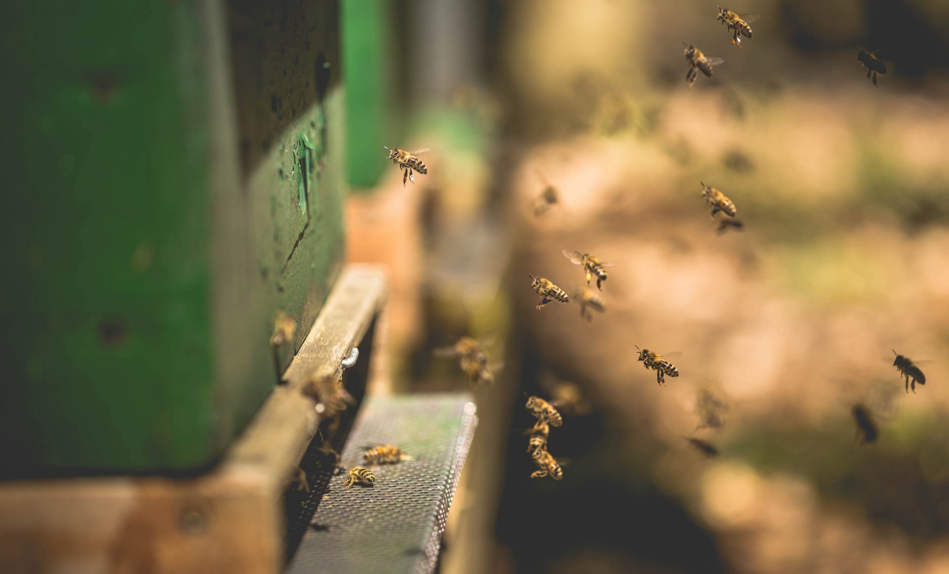 HD PC desktop wallpaper/background: bokeh-rich close-up of bees (insect, animal) swarming near a hive entrance with warm tones and shallow depth of field.
