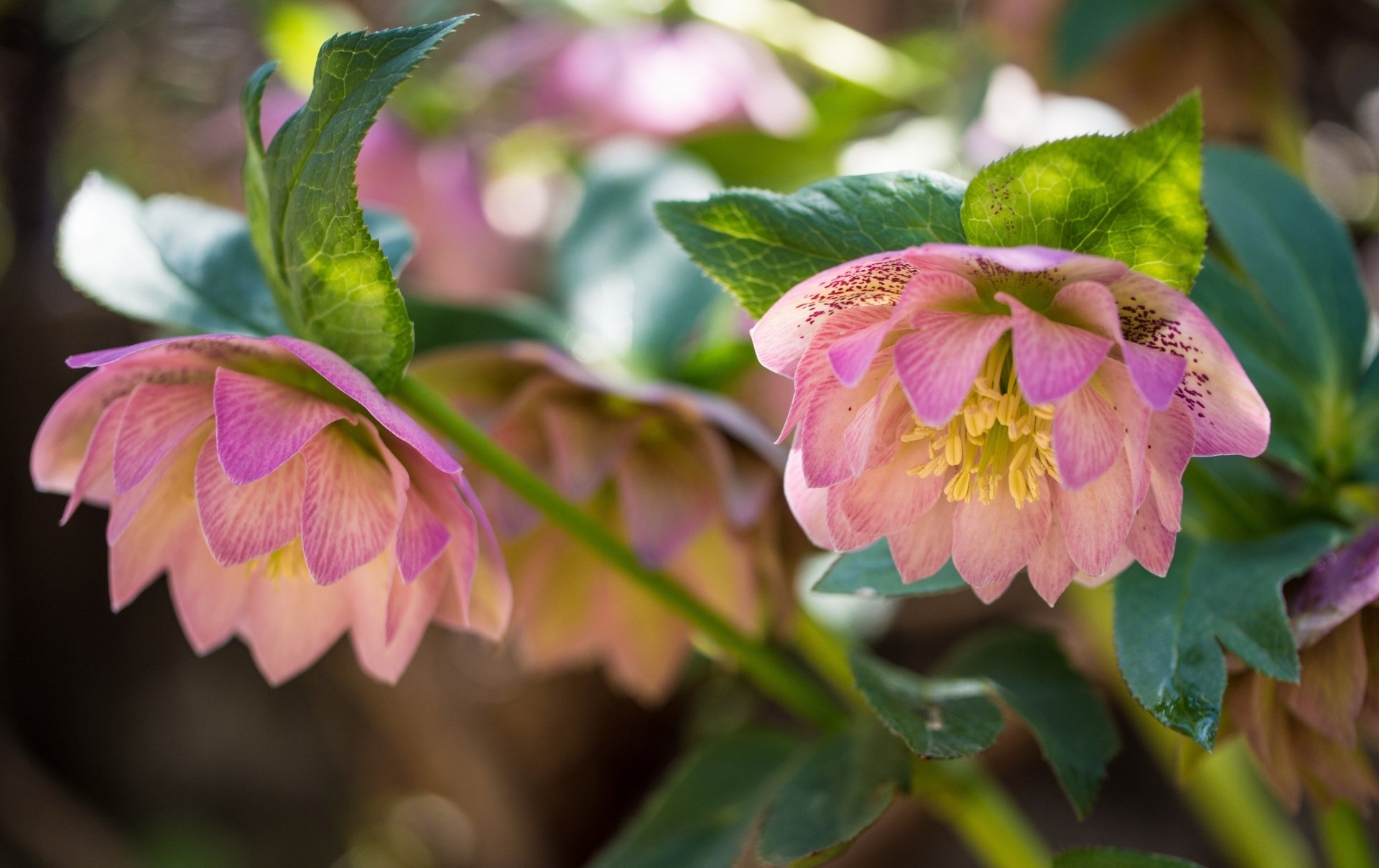 A high-definition macro image of pink flowers with green leaves set against a blurred background, capturing the intricate details of nature.