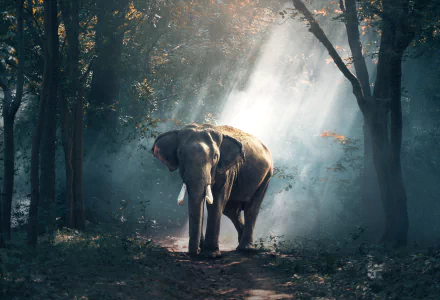A stunning HD wallpaper featuring an Asian Elephant with tusks bathed in sunbeams, standing in a serene forest scene. The sunbeams highlight the gentle giant amidst the tranquil natural setting.
