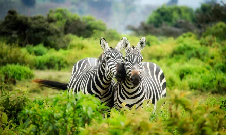  Wild Zebras in Kenya Africa