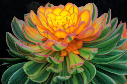 HD PC desktop wallpaper: close-up of a vibrant succulent flower with layered green and yellow-orange leaves, nature plant background.