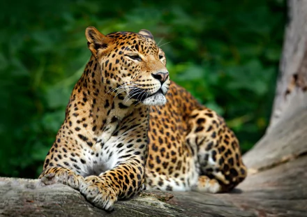 A majestic leopard lounges on a tree branch, showcasing its stunning coat and powerful physique against a lush green background. This vibrant image serves as a striking 4K Ultra HD wallpaper.