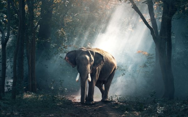 Animal Asian Elephant Elephants Mammal Sunbeam Tusk HD Wallpaper | Background Image