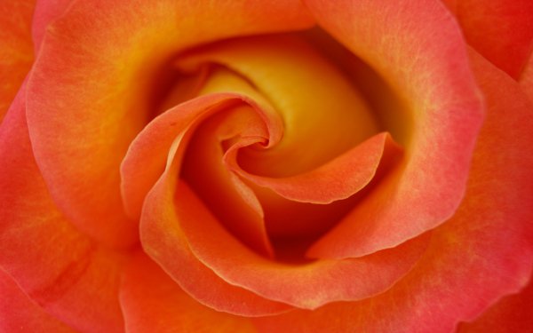 Earth Rose Flowers Flower Bud Close-Up Orange Flower HD Wallpaper | Background Image