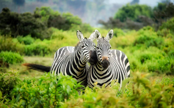  Wild Zebras in Kenya Africa