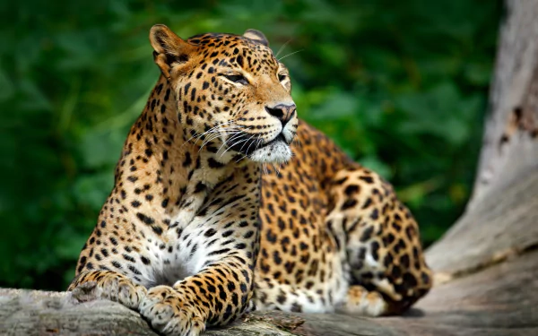 A majestic leopard lounges on a tree branch, showcasing its stunning coat and powerful physique against a lush green background. This vibrant image serves as a striking 4K Ultra HD wallpaper.