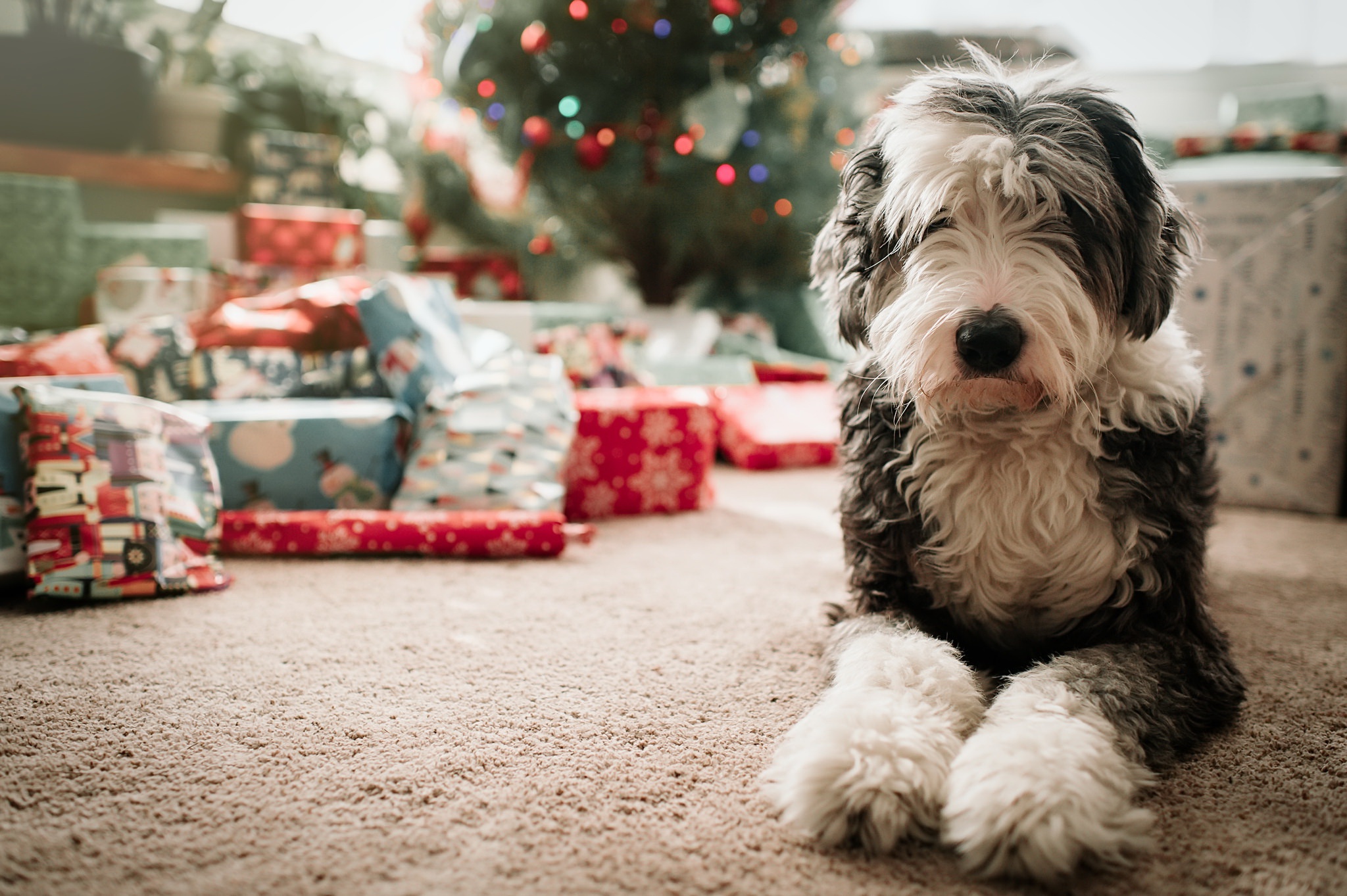 Animal Old English Sheepdog 4k Ultra HD Wallpaper