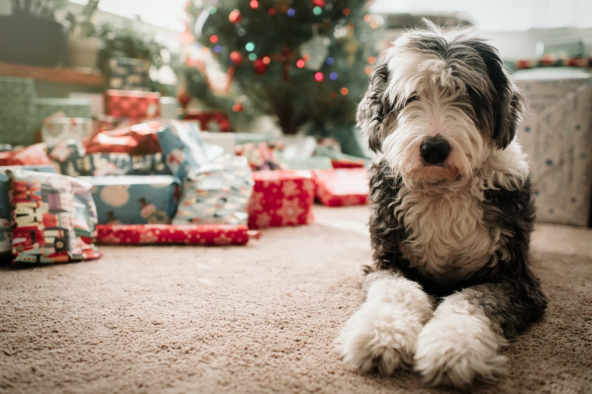 Animal Old English Sheepdog HD Wallpaper